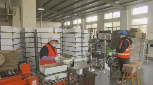 留滬過(guò)年新選擇 奉賢區(qū)部分工廠推出員工提前復(fù)工福利政策